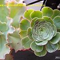 Aeonium arboreum / サンシモン カナリエンス(カナリエンシス)