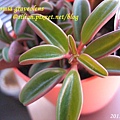 Peperomia graveolens / 紅椒草 / ペペロミア・グラベオレンス