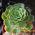 Aeonium arboreum / サンシモン カナリエンス(カナリエンシス)