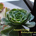 Aeonium arboreum / サンシモン カナリエンス(カナリエンシス)