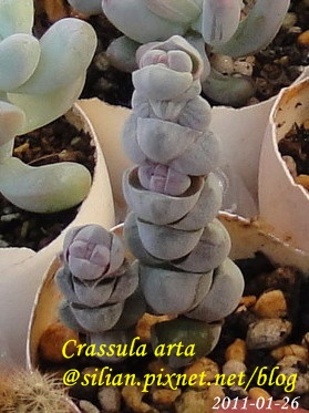 Crassula arta 玉稚兒    