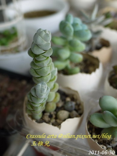 Crassula arta 玉稚兒    