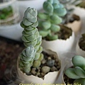 Crassula arta 玉稚兒    