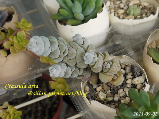 Crassula arta 玉稚兒   