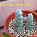 Crassula arta 玉稚兒    