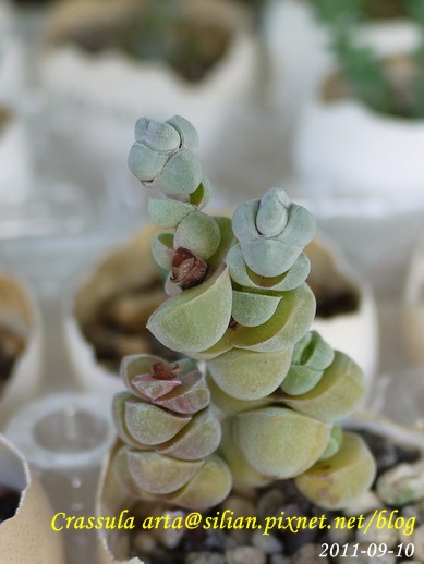 Crassula arta 玉稚兒     