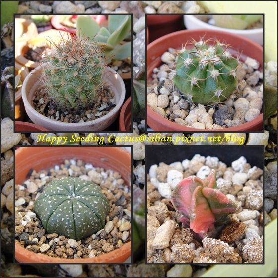 Happy Seeding Cactus   