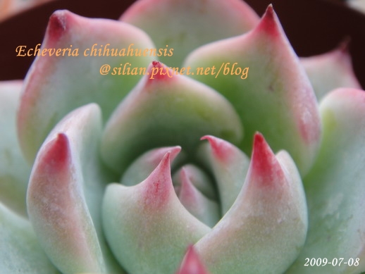 Echeveria chihuahuaensis / 唇炎之宵 / チワワエンシス