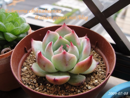 Echeveria chihuahuaensis / 唇炎之宵 / チワワエンシス