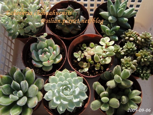 Echeveria chihuahuaensis / 唇炎之宵 / チワワエンシス