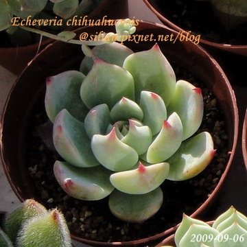 Echeveria chihuahuaensis / 唇炎之宵 / チワワエンシス