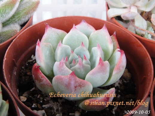 Echeveria chihuahuaensis / 唇炎之宵 / チワワエンシス