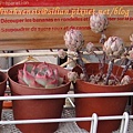 Echeveria chihuahuaensis / 唇炎之宵 / チワワエンシス