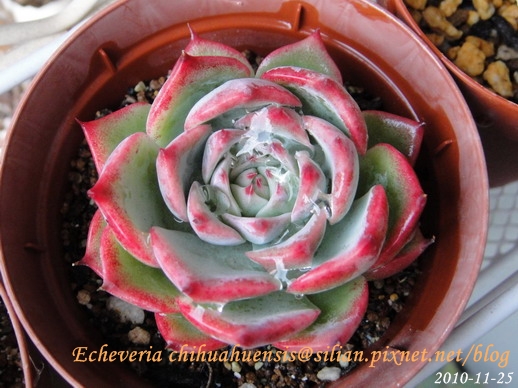 Echeveria chihuahuaensis / 唇炎之宵 / チワワエンシス