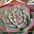 Echeveria chihuahuaensis / 唇炎之宵 / チワワエンシス