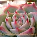 Echeveria chihuahuaensis / 唇炎之宵 / チワワエンシス