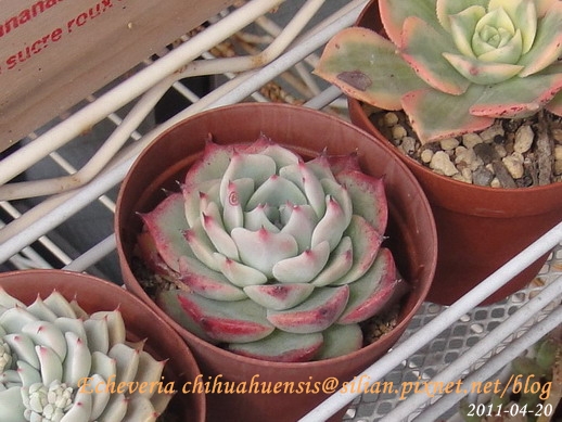 Echeveria chihuahuaensis / 唇炎之宵 / チワワエンシス