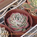 Echeveria chihuahuaensis / 唇炎之宵 / チワワエンシス