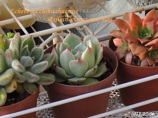 Echeveria chihuahuaensis / 唇炎之宵 / チワワエンシス