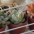 Echeveria chihuahuaensis / 唇炎之宵 / チワワエンシス