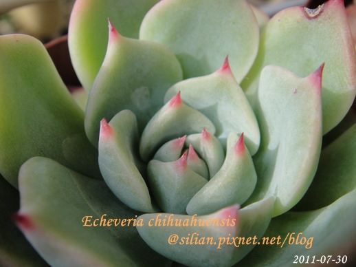 Echeveria chihuahuaensis / 唇炎之宵 / チワワエンシス