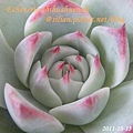 Echeveria chihuahuaensis / 唇炎之宵 / チワワエンシス