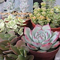 Echeveria chihuahuaensis / 唇炎之宵 / チワワエンシス