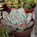 Echeveria chihuahuaensis / 唇炎之宵 / チワワエンシス