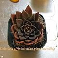 Echeveria affinis / 古紫 