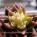 Echeveria affinis / 古紫 