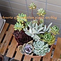 Echeveria affinis / 古紫 