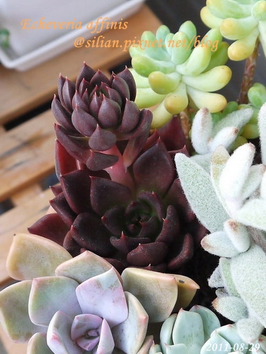 Echeveria affinis / 古紫 