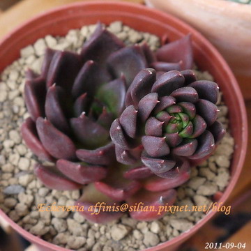 Echeveria affinis / 古紫 