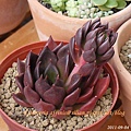 Echeveria affinis / 古紫 