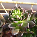 Echeveria affinis / 古紫 