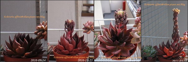 Echeveria affinis / 古紫 