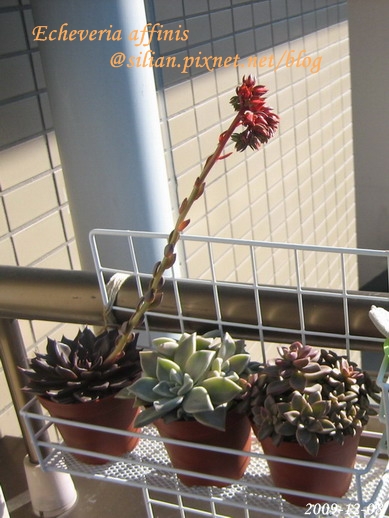 Echeveria affinis / 古紫 