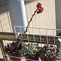 Echeveria affinis / 古紫 