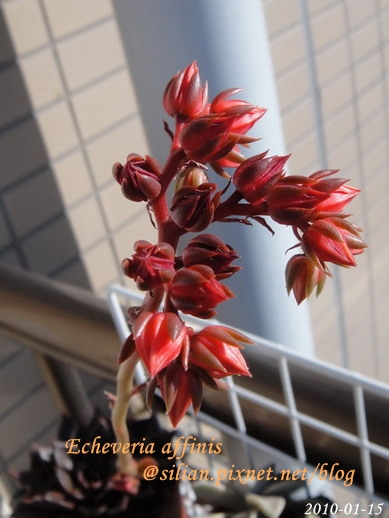 Echeveria affinis / 古紫 