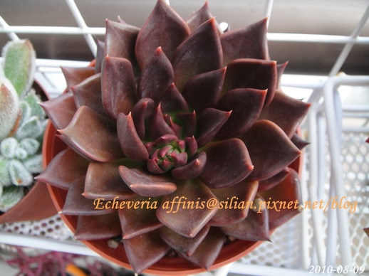 Echeveria affinis / 古紫 