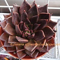 Echeveria affinis / 古紫 