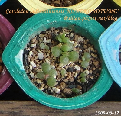 子貓之爪 / 子猫の爪 / Cotyledon ladismithiensis 'KONEKONOTUME' 