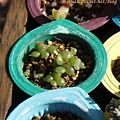 子貓之爪 / 子猫の爪 / Cotyledon ladismithiensis 'KONEKONOTUME' 