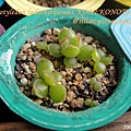 子貓之爪 / 子猫の爪 / Cotyledon ladismithiensis 'KONEKONOTUME' 