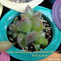 子貓之爪 / 子猫の爪 / Cotyledon ladismithiensis 'KONEKONOTUME' 