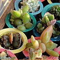 子貓之爪 / 子猫の爪 / Cotyledon ladismithiensis 'KONEKONOTUME' 