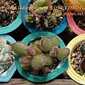 子貓之爪 / 子猫の爪 / Cotyledon ladismithiensis 'KONEKONOTUME' 