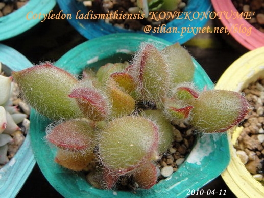 子貓之爪 / 子猫の爪 / Cotyledon ladismithiensis 'KONEKONOTUME' 