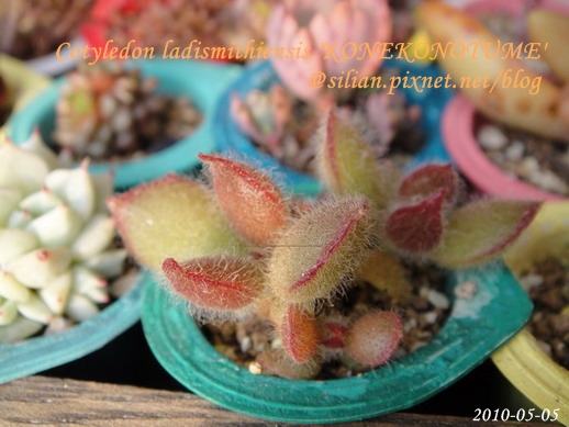 子貓之爪 / 子猫の爪 / Cotyledon ladismithiensis 'KONEKONOTUME' 