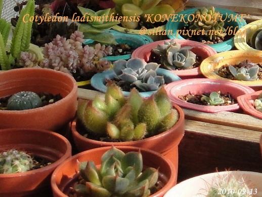 子貓之爪 / 子猫の爪 / Cotyledon ladismithiensis 'KONEKONOTUME' 